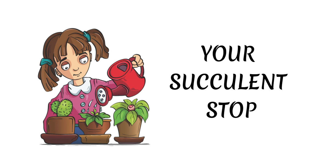 Your Succulent Stop