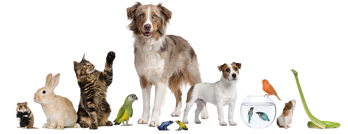 Pets